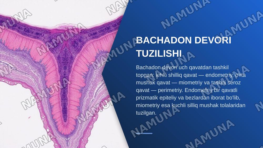 Ayollar jinsiy sistemasi gistalogiyasi — zamonaviy taqdimot, 6-slayd