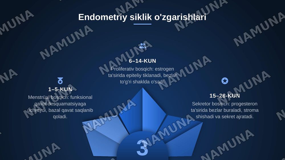 Ayollar jinsiy sistemasi gistalogiyasi — zamonaviy taqdimot, 7-slayd