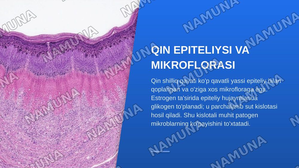 Ayollar jinsiy sistemasi gistalogiyasi — zamonaviy taqdimot, 8-slayd
