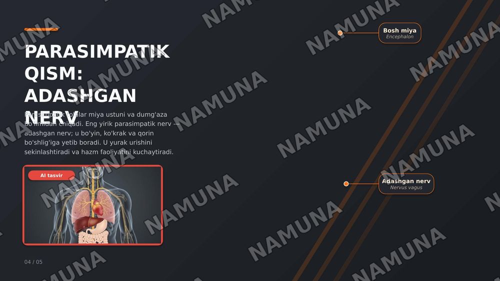 Vegetativ nerv tizimining simpatik va parasimpatik qismi — zamonaviy taqdimot, 4-slayd