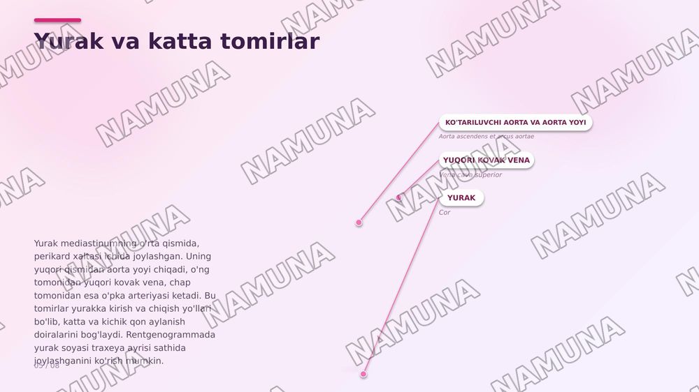 Ko'krak sohasi klinik anatomiyasi va ko'krak boshlig'i a'zolarining klinik anatomiyasi — zamonaviy taqdimot, 8-slayd