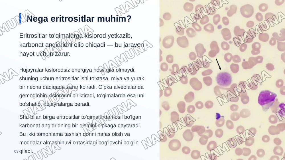 Eritrositlar — zamonaviy taqdimot, 4-slayd