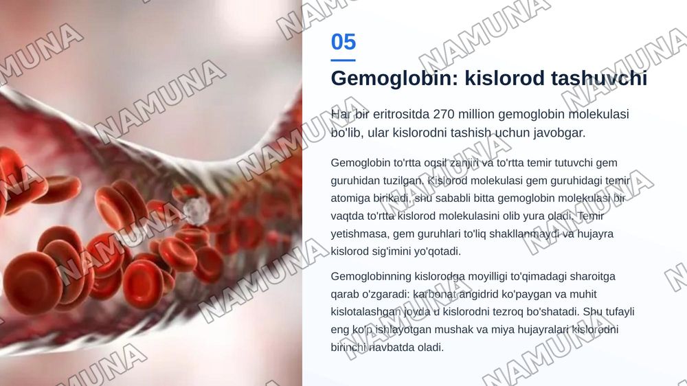Eritrositlar — zamonaviy taqdimot, 6-slayd