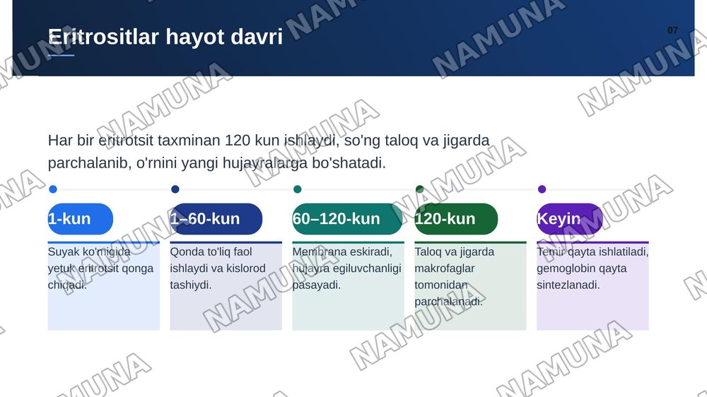 Eritrositlar — zamonaviy taqdimot, 8-slayd