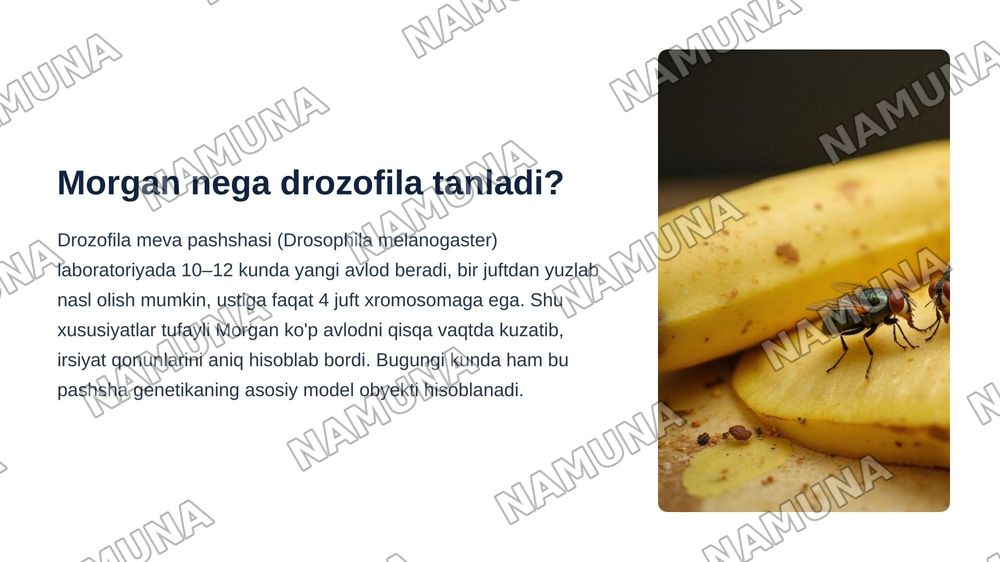 T.G.MORGANNING IRSIYATNING XROMOSOMA NAZARIYASI. GENLARNING BIRIKISH HODISASI, KROSSINGOVER. BELGILARNING JINSGA BIRIKKAN HOLDA IRSIYLANISHI. — zamonaviy taqdimot, 3-slayd
