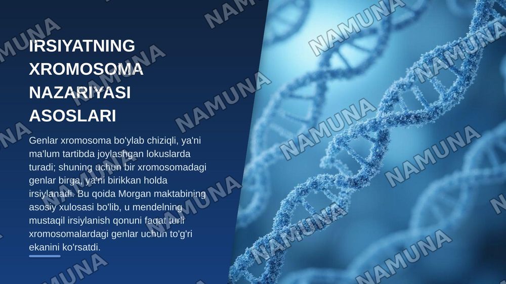 T.G.MORGANNING IRSIYATNING XROMOSOMA NAZARIYASI. GENLARNING BIRIKISH HODISASI, KROSSINGOVER. BELGILARNING JINSGA BIRIKKAN HOLDA IRSIYLANISHI. — zamonaviy taqdimot, 4-slayd
