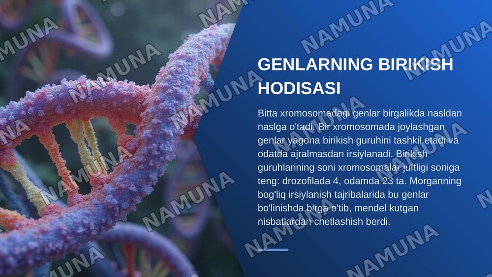 T.G.MORGANNING IRSIYATNING XROMOSOMA NAZARIYASI. GENLARNING BIRIKISH HODISASI, KROSSINGOVER. BELGILARNING JINSGA BIRIKKAN HOLDA IRSIYLANISHI. — zamonaviy taqdimot, 5-slayd