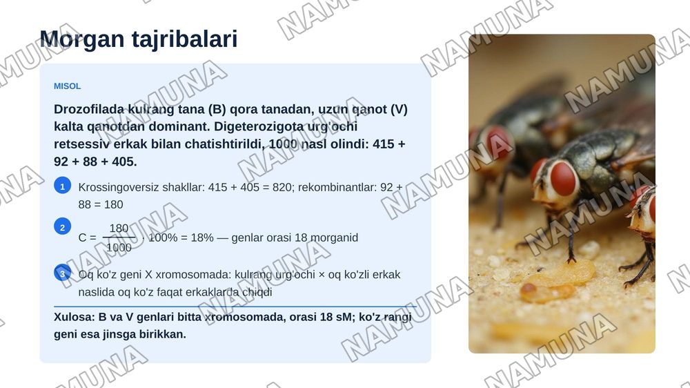 T.G.MORGANNING IRSIYATNING XROMOSOMA NAZARIYASI. GENLARNING BIRIKISH HODISASI, KROSSINGOVER. BELGILARNING JINSGA BIRIKKAN HOLDA IRSIYLANISHI. — zamonaviy taqdimot, 8-slayd