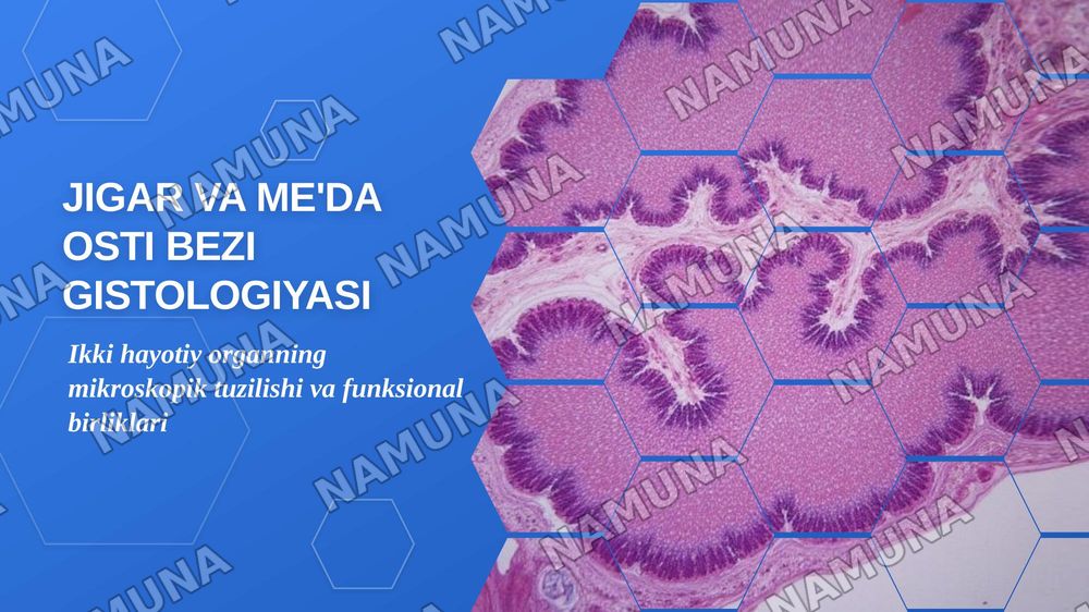 Jigar meda osti bezi gistologiyasi — zamonaviy taqdimot, 1-slayd