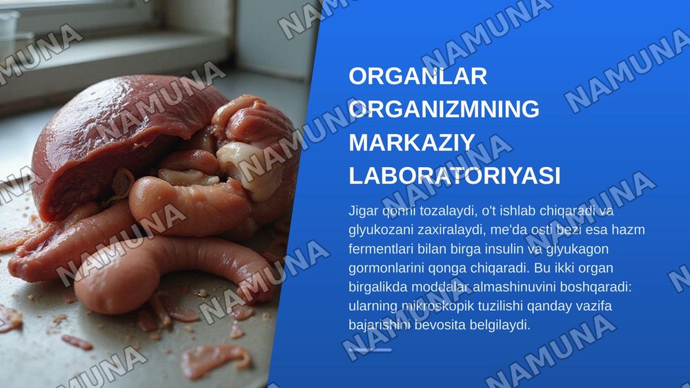 Jigar meda osti bezi gistologiyasi — zamonaviy taqdimot, 3-slayd