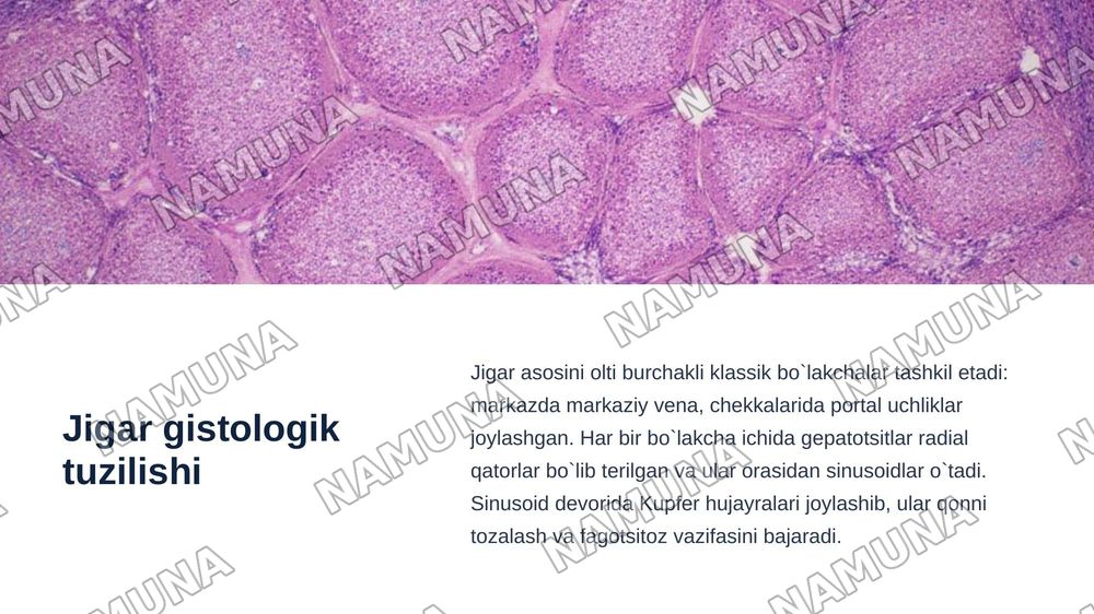Jigar meda osti bezi gistologiyasi — zamonaviy taqdimot, 4-slayd
