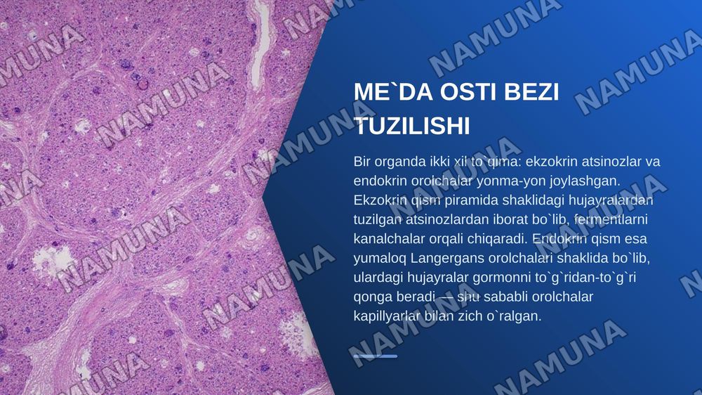 Jigar meda osti bezi gistologiyasi — zamonaviy taqdimot, 6-slayd
