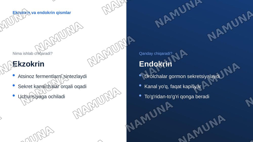 Jigar meda osti bezi gistologiyasi — zamonaviy taqdimot, 7-slayd