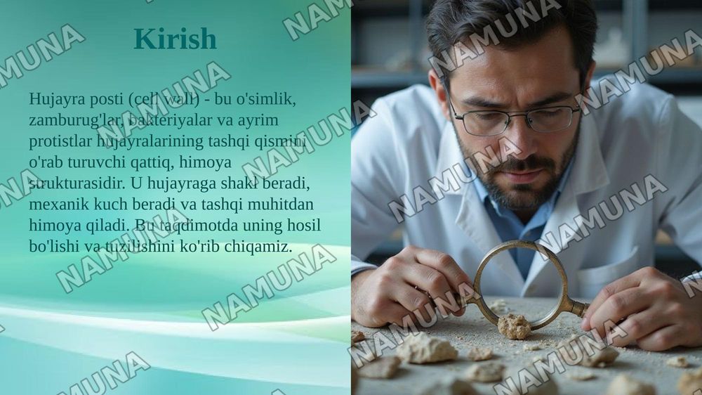Hujayra postining xosil boʻlishi va tuzilishi — taqdimot, 3-slayd