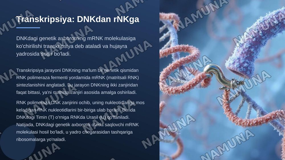 Irsiyatning molekulyar asoslari. DNK va RNK oqsil biosintezi — zamonaviy taqdimot, 7-slayd