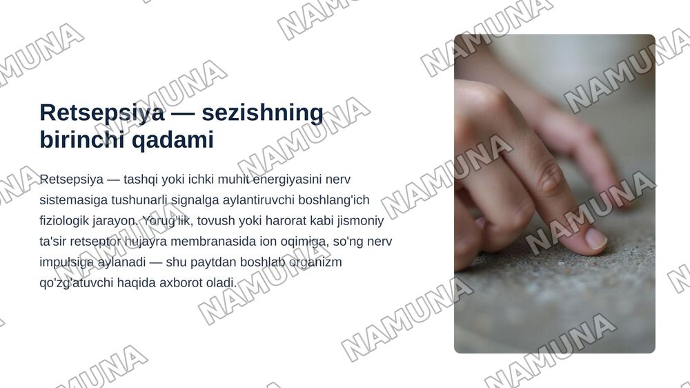 Retsepsiya, retseptor hujayralar, tuzilishi va funksiyalari. — zamonaviy taqdimot, 3-slayd