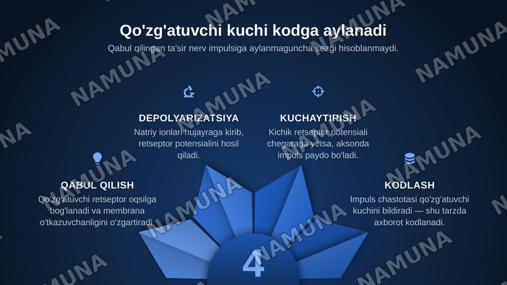 Retsepsiya, retseptor hujayralar, tuzilishi va funksiyalari. — zamonaviy taqdimot, 5-slayd