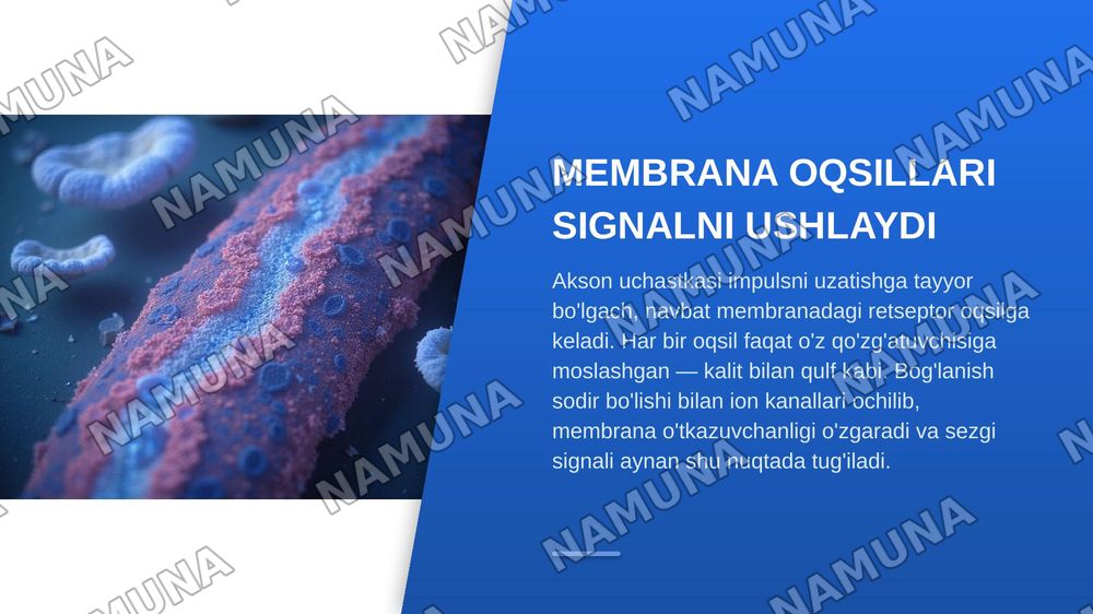 Retsepsiya, retseptor hujayralar, tuzilishi va funksiyalari. — zamonaviy taqdimot, 7-slayd