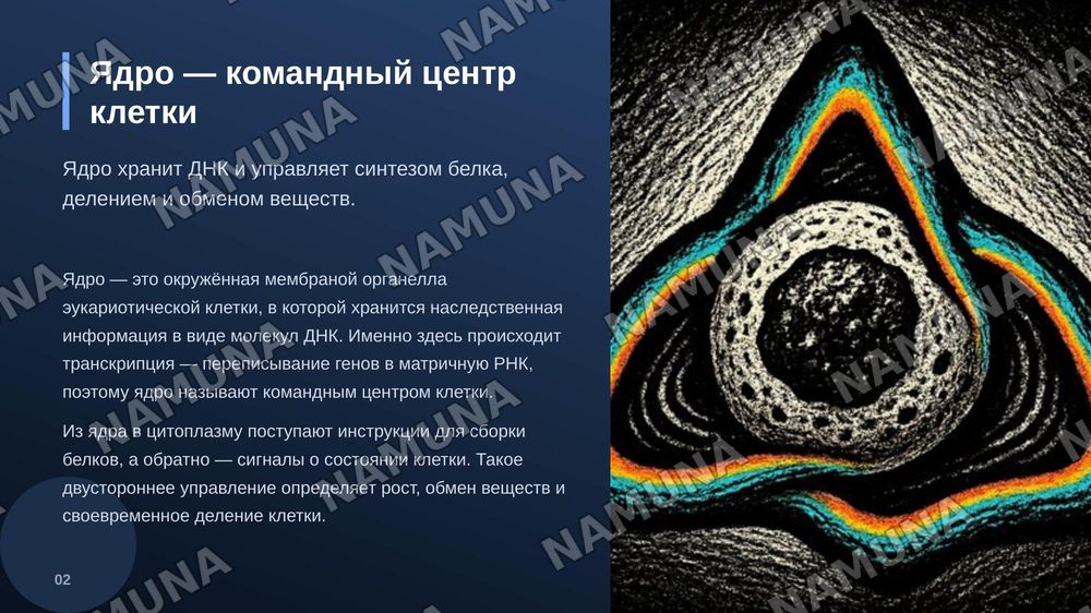 Ядро клетки. Патологические изменения, связанные со структурой, 
       функциями, ядром. — zamonaviy taqdimot, 3-slayd