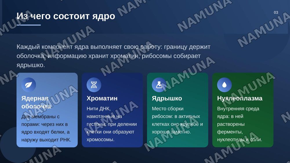 Ядро клетки. Патологические изменения, связанные со структурой, 
       функциями, ядром. — zamonaviy taqdimot, 4-slayd