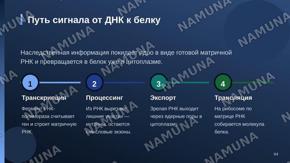 Ядро клетки. Патологические изменения, связанные со структурой, 
       функциями, ядром. — zamonaviy taqdimot, 5-slayd