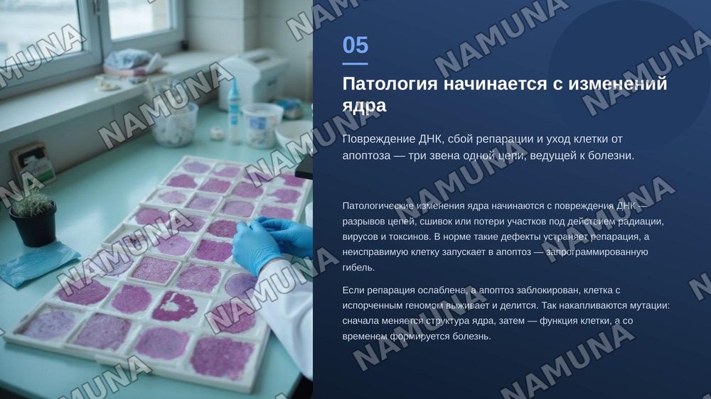 Ядро клетки. Патологические изменения, связанные со структурой, 
       функциями, ядром. — zamonaviy taqdimot, 6-slayd