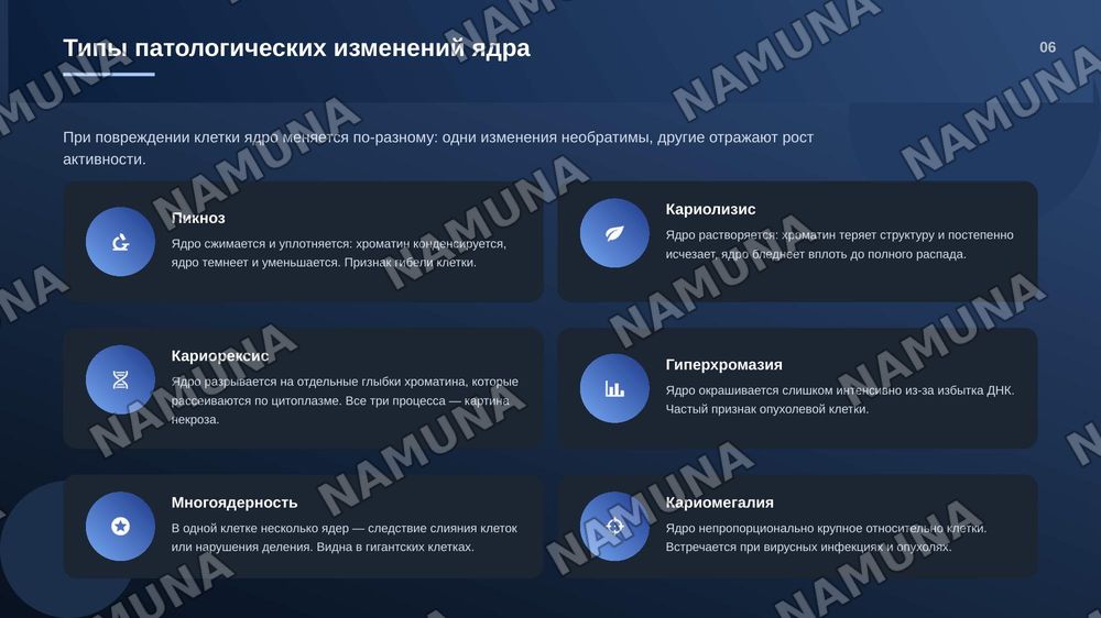 Ядро клетки. Патологические изменения, связанные со структурой, 
       функциями, ядром. — zamonaviy taqdimot, 7-slayd