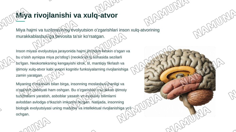 Shaxsning evolyutsion rivojlanishi — zamonaviy taqdimot, 5-slayd