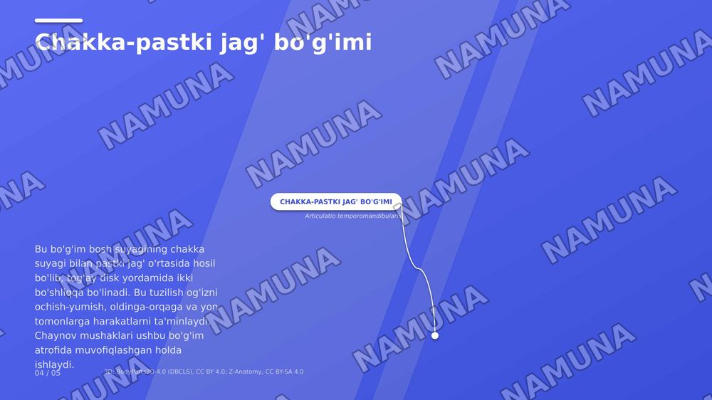 jag' muskullari — zamonaviy taqdimot, 7-slayd