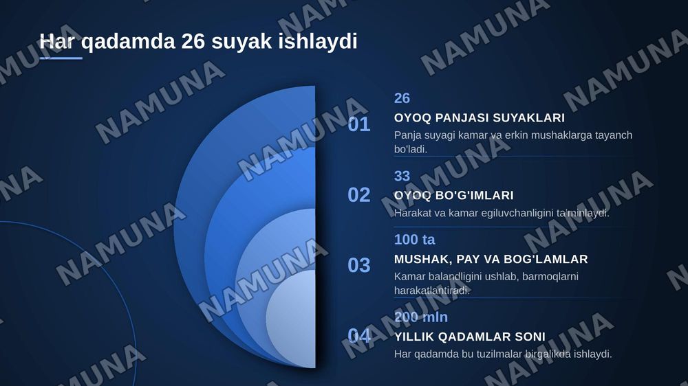 Oyoqning kamar va erkin muskullari — zamonaviy taqdimot, 3-slayd