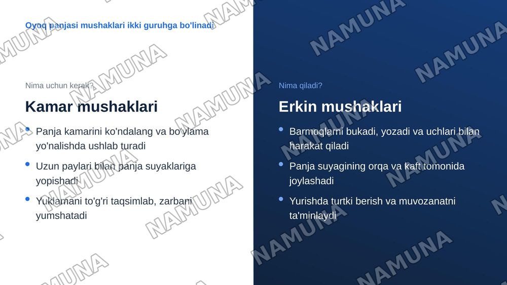 Oyoqning kamar va erkin muskullari — zamonaviy taqdimot, 4-slayd