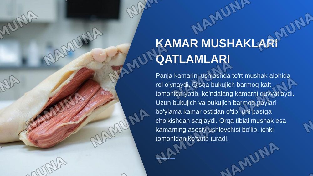 Oyoqning kamar va erkin muskullari — zamonaviy taqdimot, 6-slayd