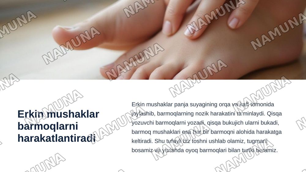Oyoqning kamar va erkin muskullari — zamonaviy taqdimot, 7-slayd
