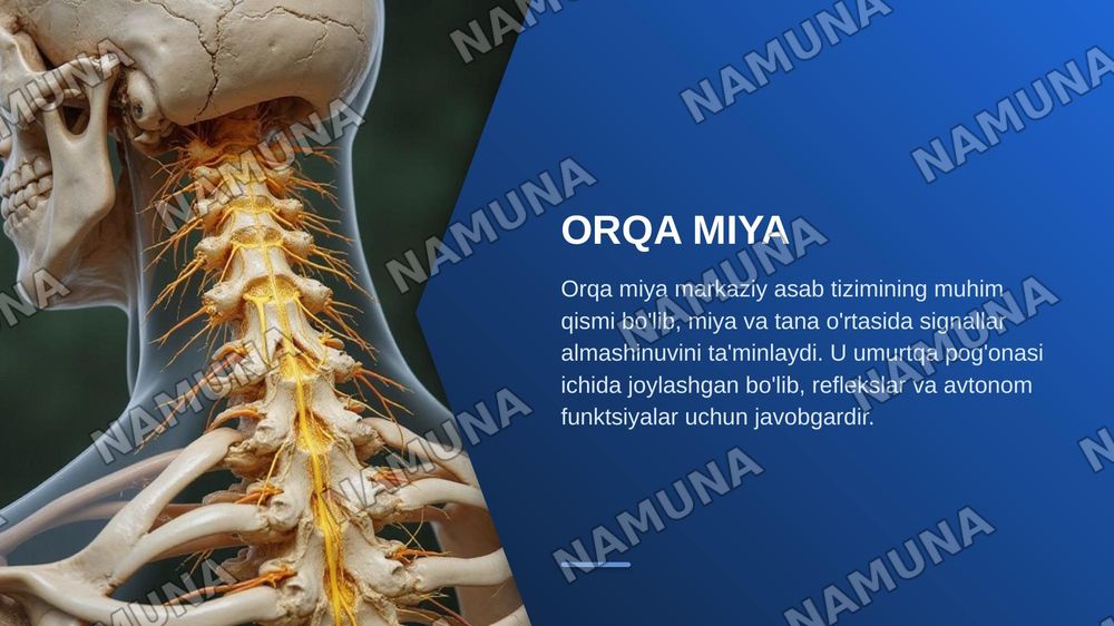 Orqa miya òzaklarining joylashuvi va ularning ahamiyati — zamonaviy taqdimot, 3-slayd