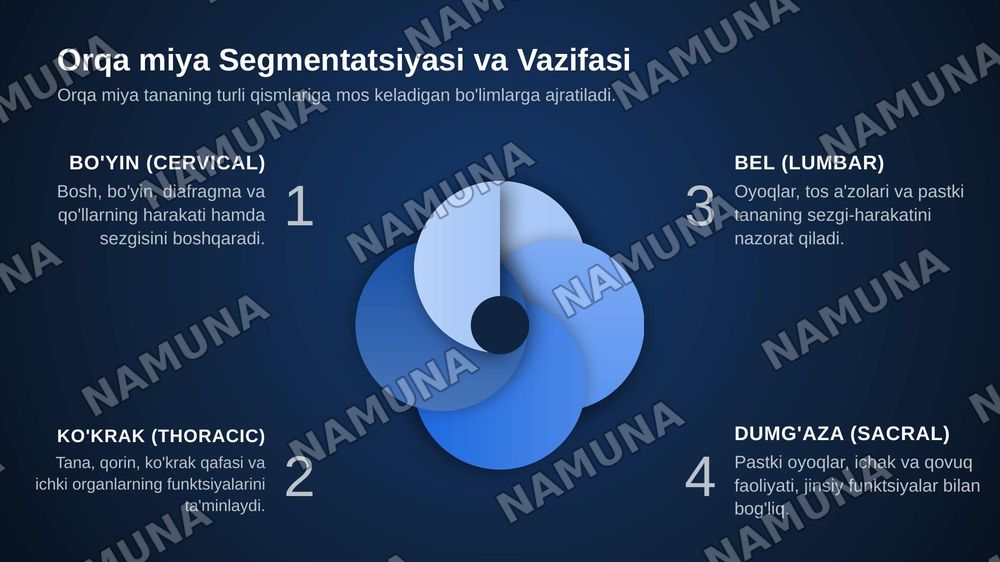 Orqa miya òzaklarining joylashuvi va ularning ahamiyati — zamonaviy taqdimot, 4-slayd