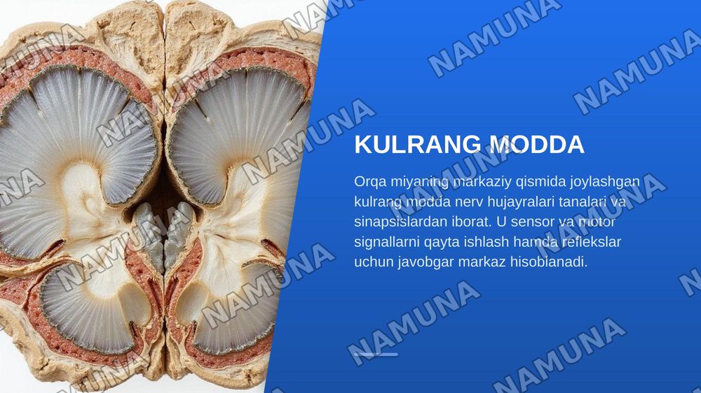 Orqa miya òzaklarining joylashuvi va ularning ahamiyati — zamonaviy taqdimot, 5-slayd