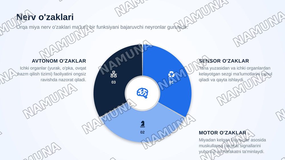 Orqa miya òzaklarining joylashuvi va ularning ahamiyati — zamonaviy taqdimot, 6-slayd