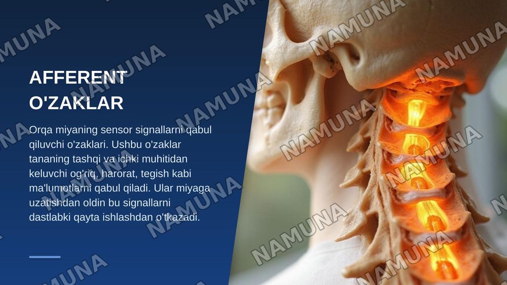 Orqa miya òzaklarining joylashuvi va ularning ahamiyati — zamonaviy taqdimot, 7-slayd
