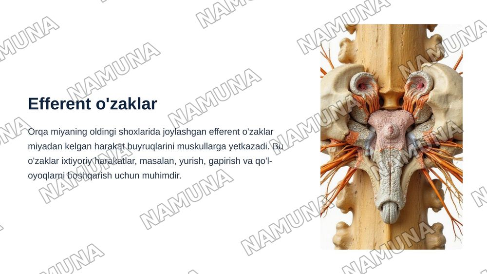 Orqa miya òzaklarining joylashuvi va ularning ahamiyati — zamonaviy taqdimot, 8-slayd