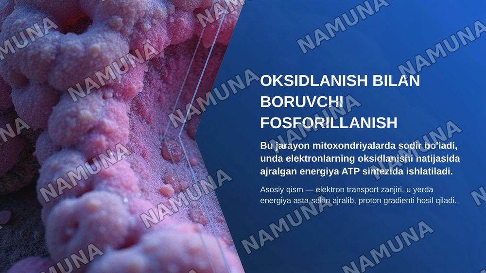Biologik oksidlanish. Oksidlanish bilan boruychi fosforillanish va biologik oksidlanishning boshqarilishi. — zamonaviy taqdimot, 4-slayd