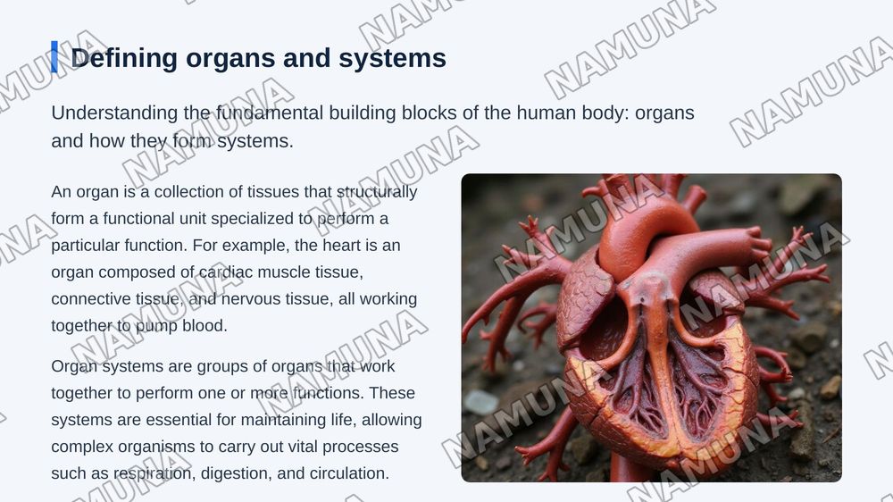 Organs and systems — zamonaviy taqdimot, 3-slayd