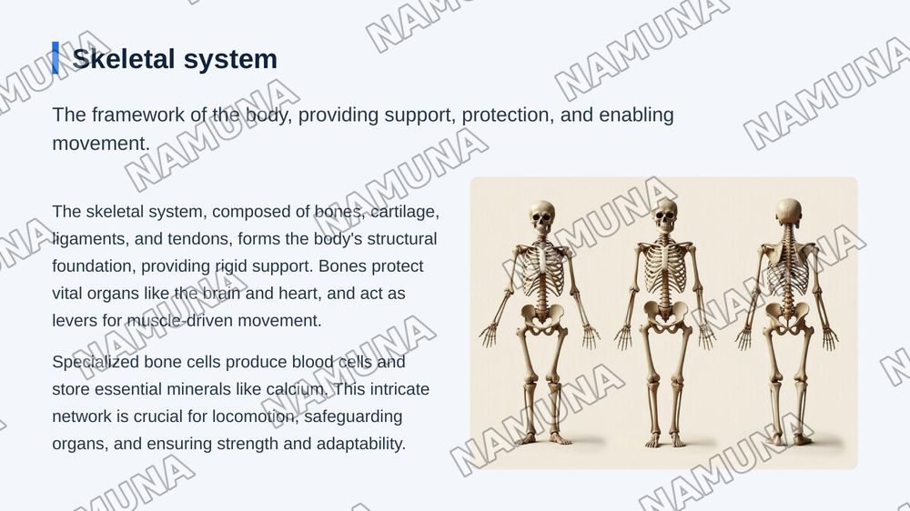 Organs and systems — zamonaviy taqdimot, 5-slayd
