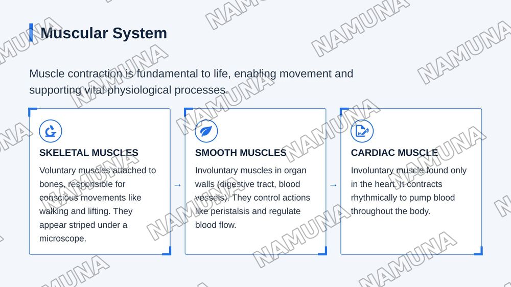 Organs and systems — zamonaviy taqdimot, 6-slayd