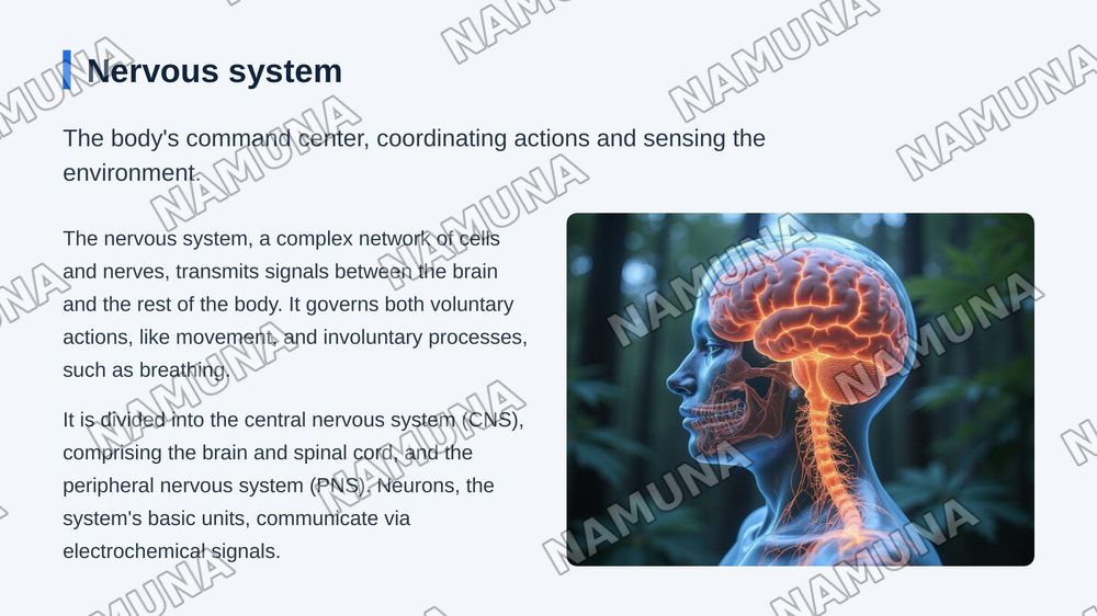 Organs and systems — zamonaviy taqdimot, 7-slayd