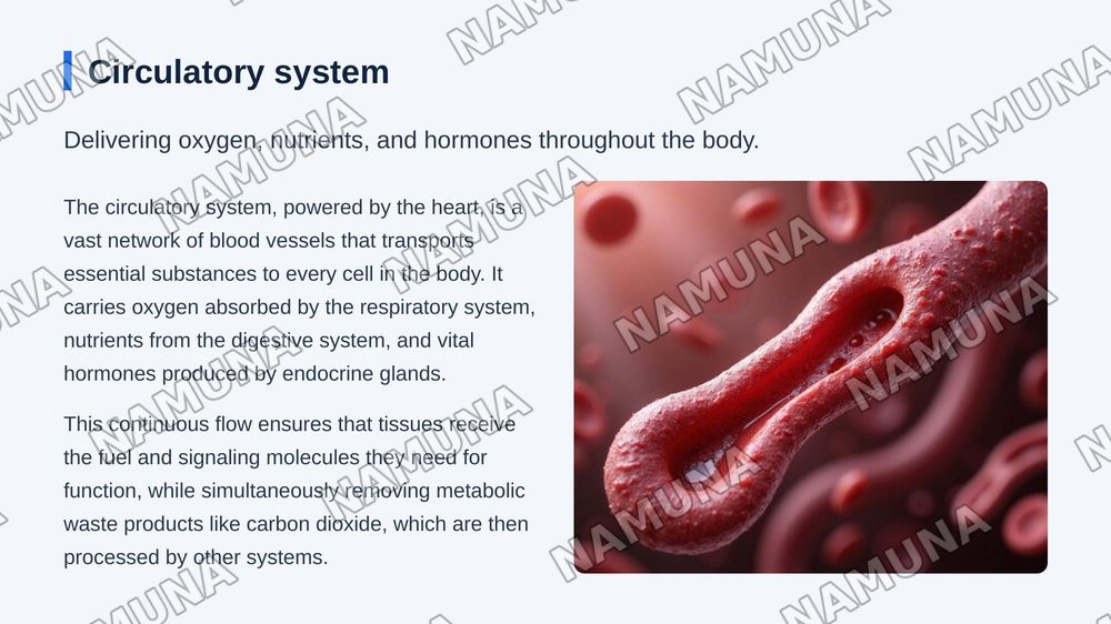 Organs and systems — zamonaviy taqdimot, 8-slayd