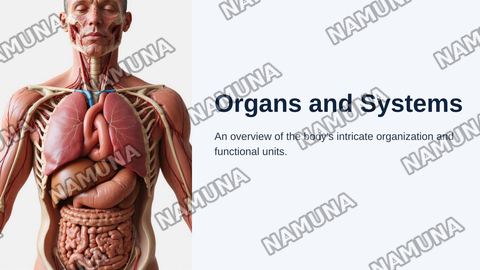 Organs and systems — zamonaviy taqdimot
