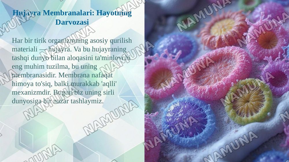 Membranalarning umumiy xususiyatlari: ko'ndalang assimetriya, suyuqlik holati va moddalarning membranadan o'tkazilishi — taqdimot, 3-slayd