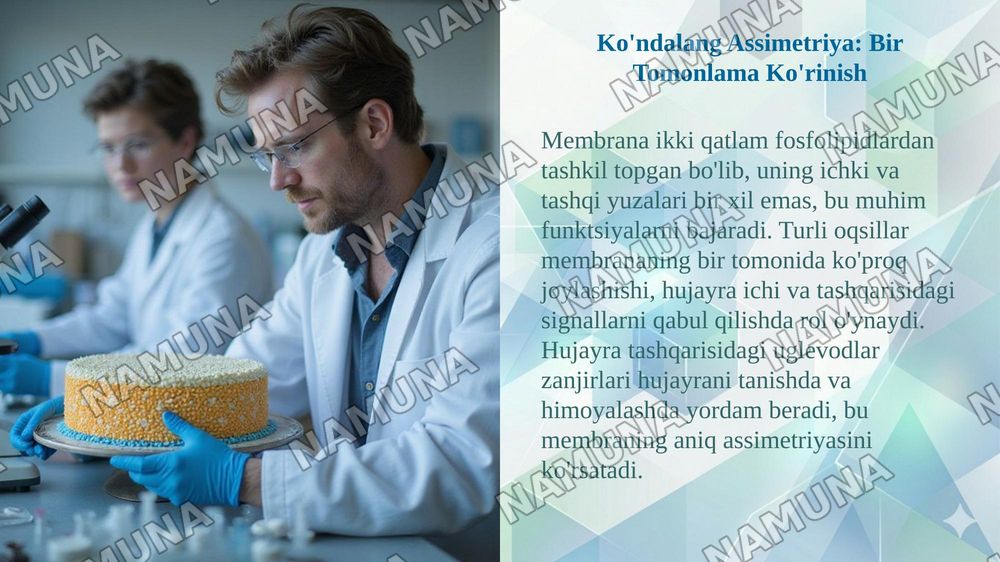 Membranalarning umumiy xususiyatlari: ko'ndalang assimetriya, suyuqlik holati va moddalarning membranadan o'tkazilishi — taqdimot, 4-slayd