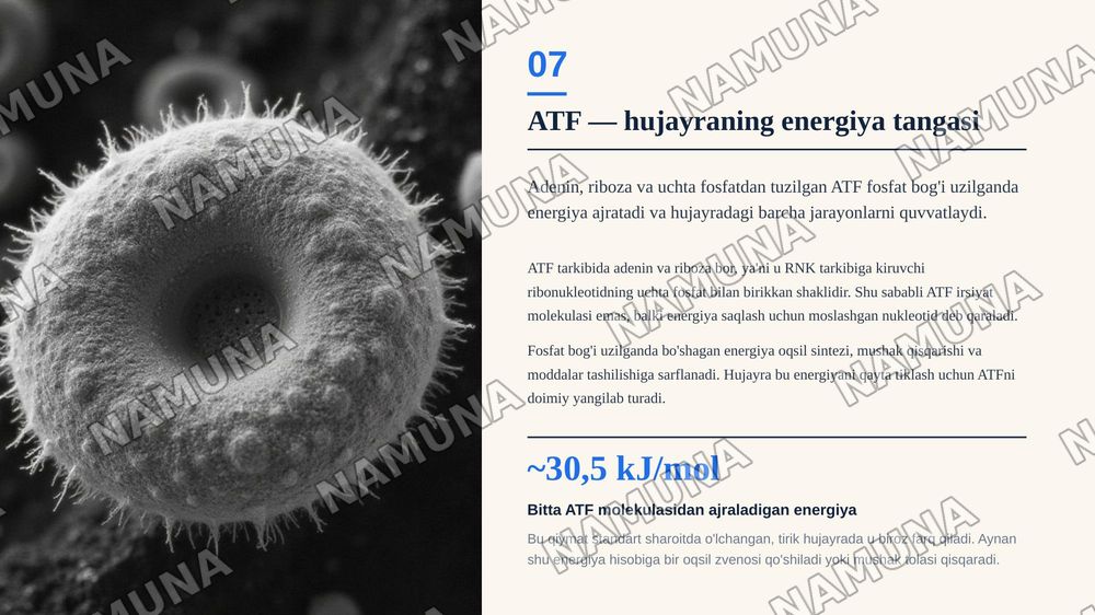 Nukleotidlar — zamonaviy taqdimot, 8-slayd