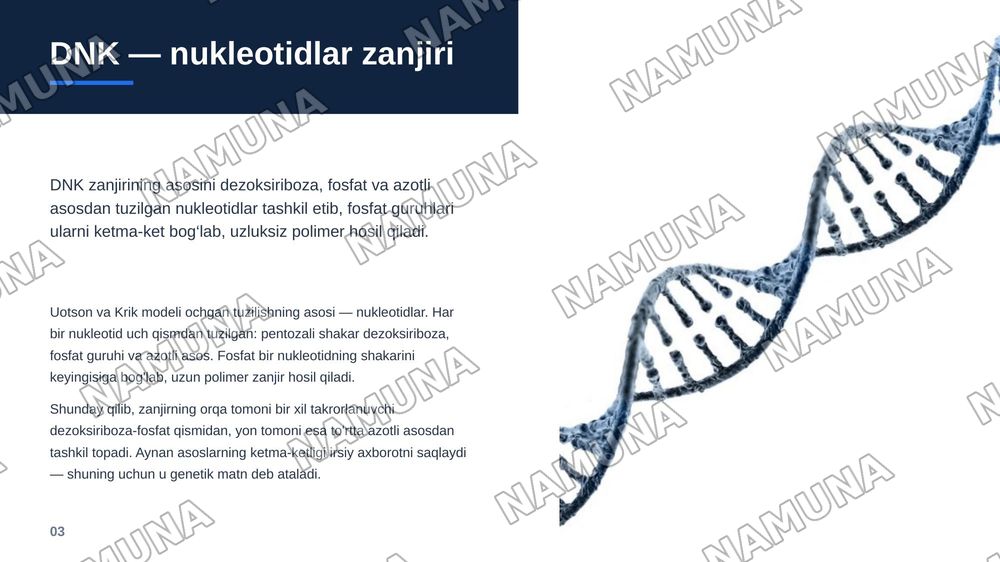 DNK sturukturasi — zamonaviy taqdimot, 4-slayd